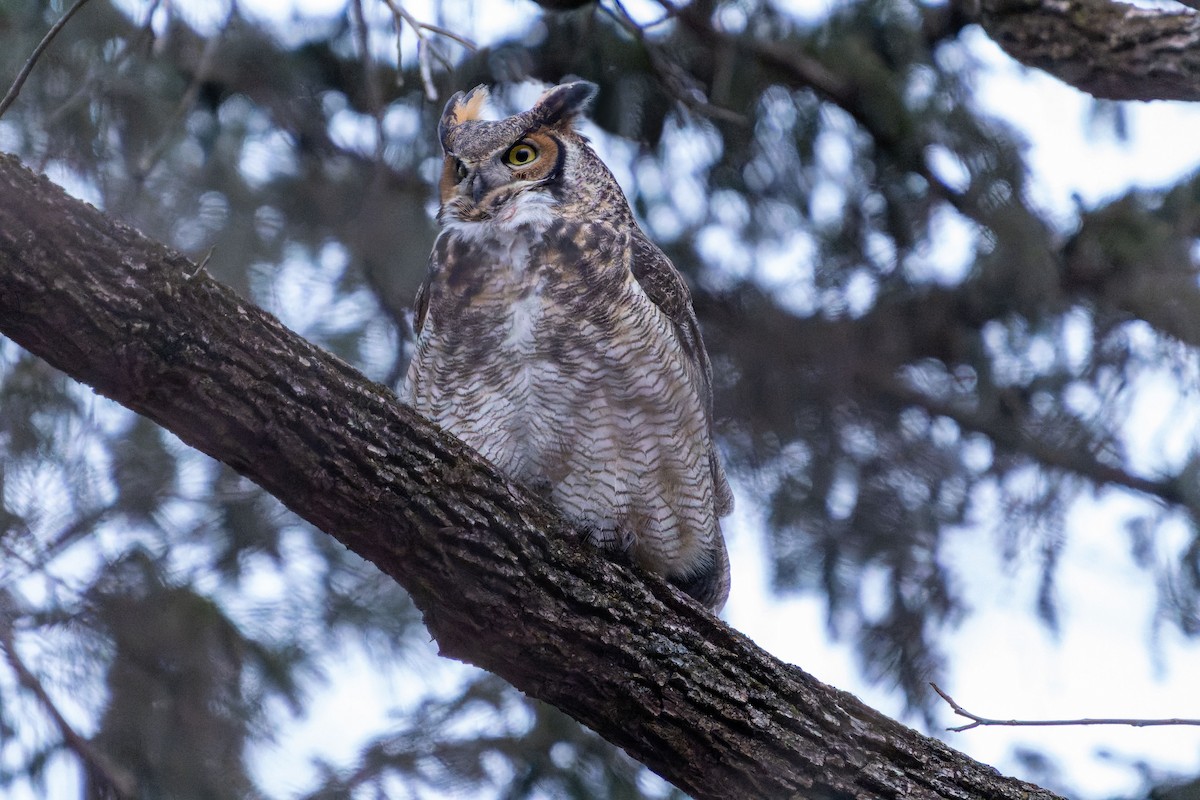 Great Horned Owl - ML408090501