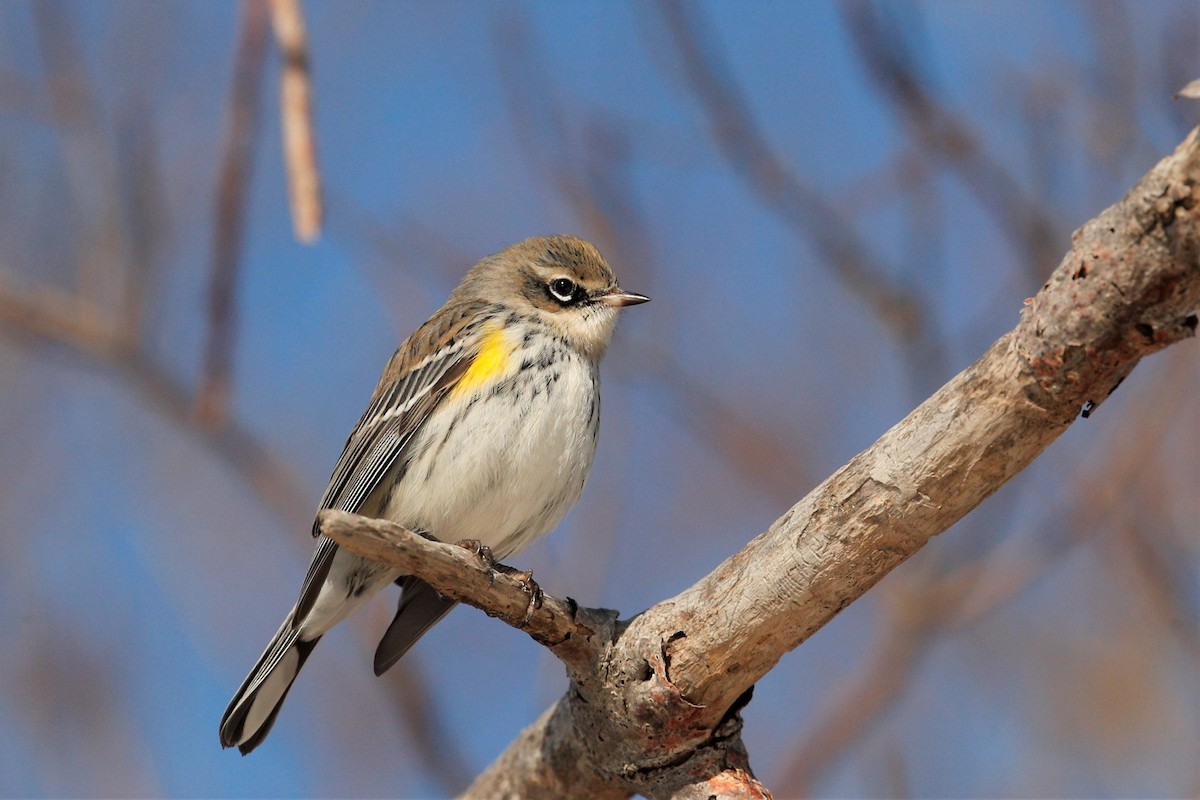 Yellow-rumped Warbler - ML408090851