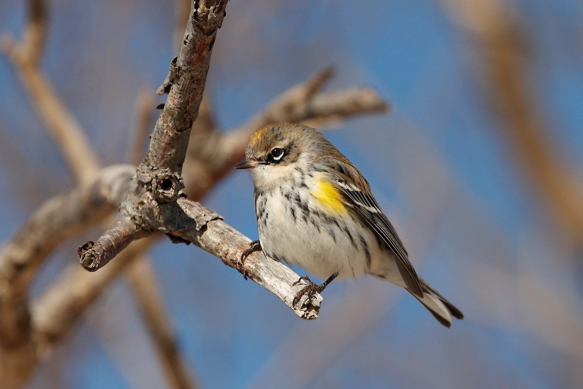 Yellow-rumped Warbler - ML408090861