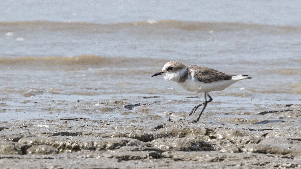 White-faced Plover - ML408091061