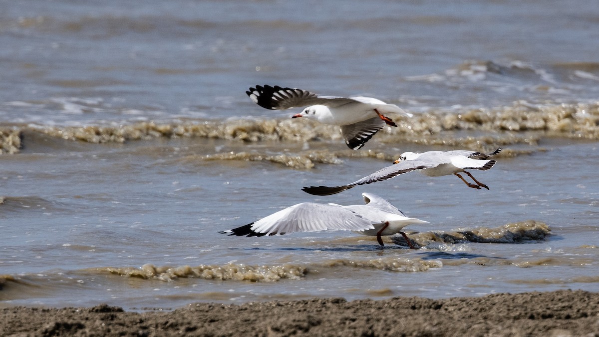 Brown-headed Gull - Charmain Ang