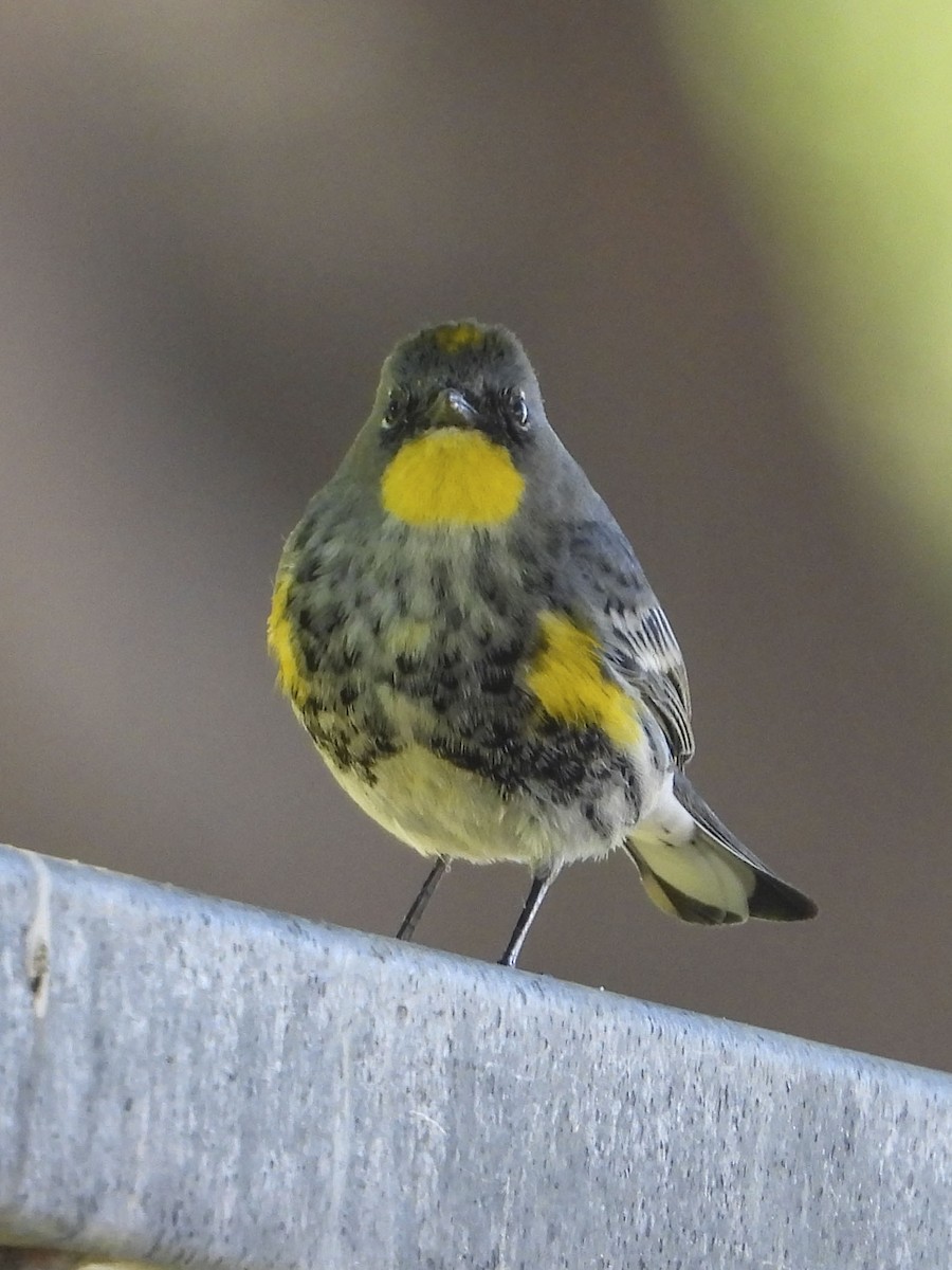 Yellow-rumped Warbler - ML408091681