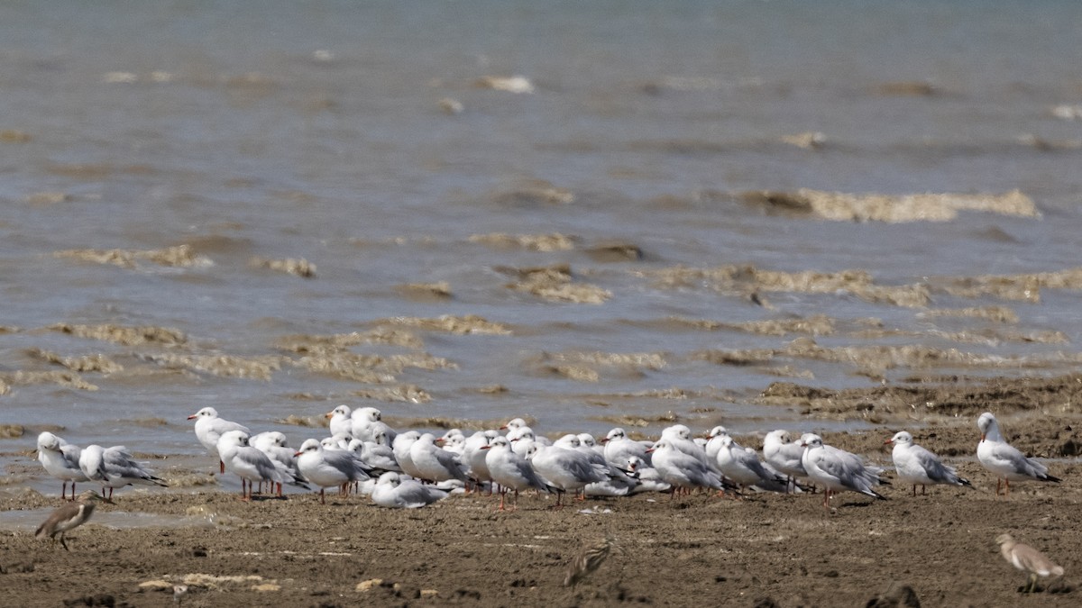 Brown-headed Gull - ML408091701