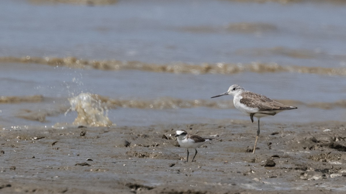 Common Greenshank - Charmain Ang