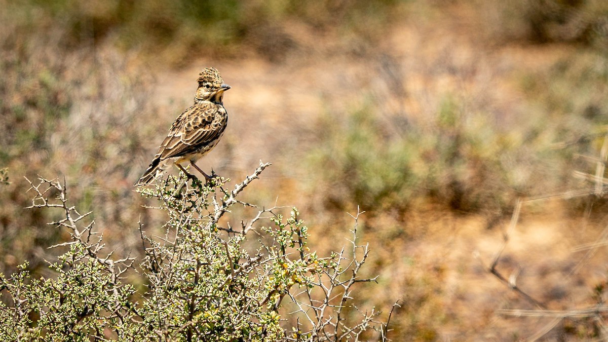 Large-billed Lark - ML408093051