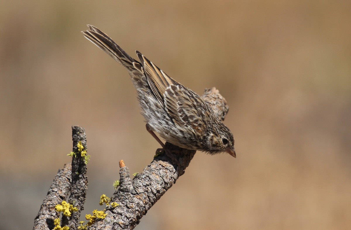 Vesper Sparrow - Chuck Gates