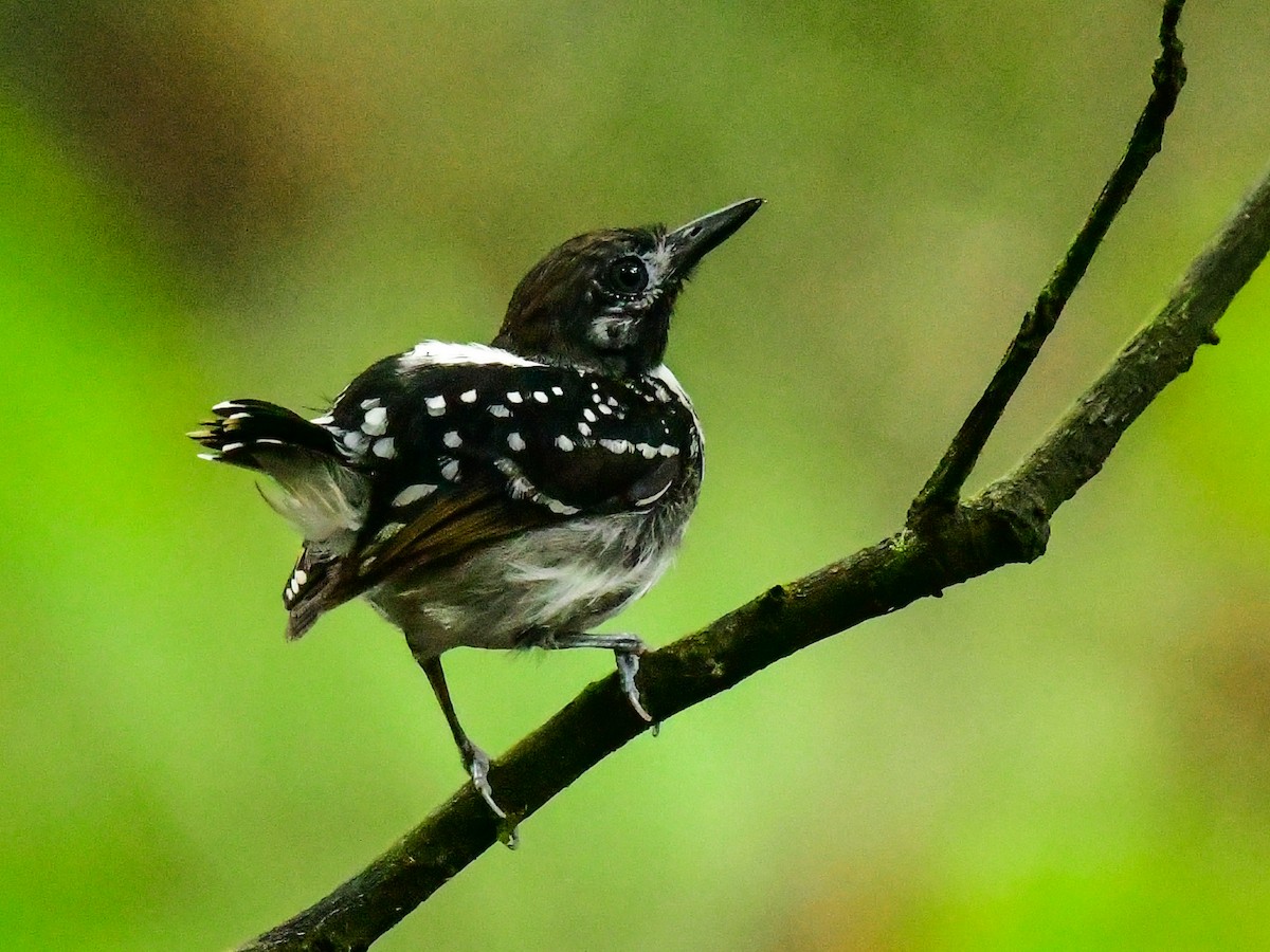 Dot-backed Antbird - ML408094181