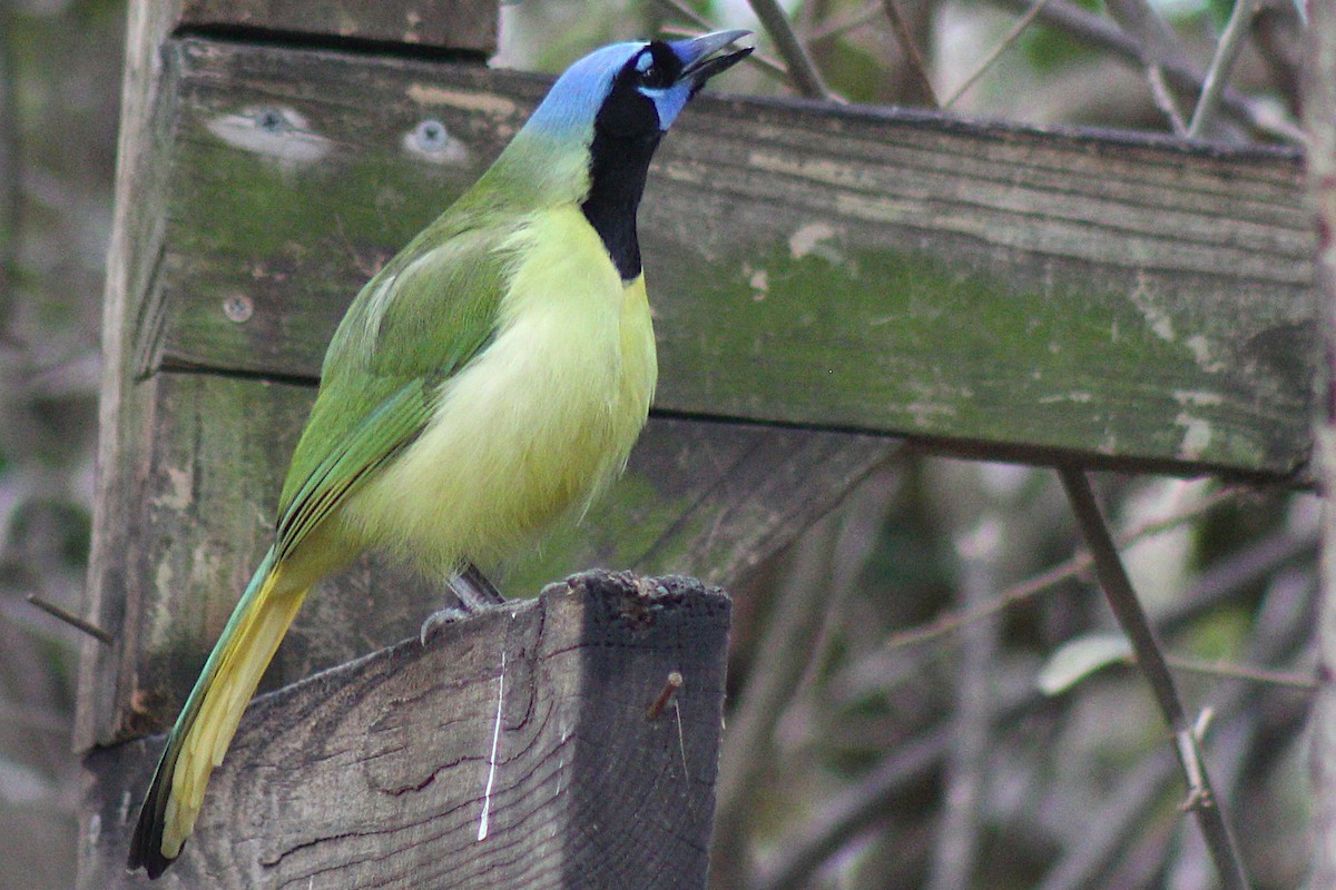 Green Jay - ML408094371