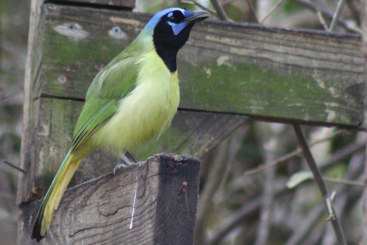 Green Jay - ML408094561