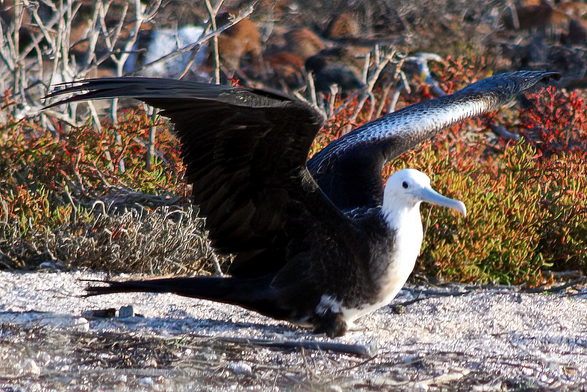 Magnificent Frigatebird - ML408094811