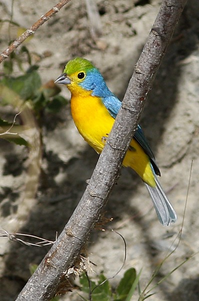 Orange-breasted Bunting - Ted Keyel