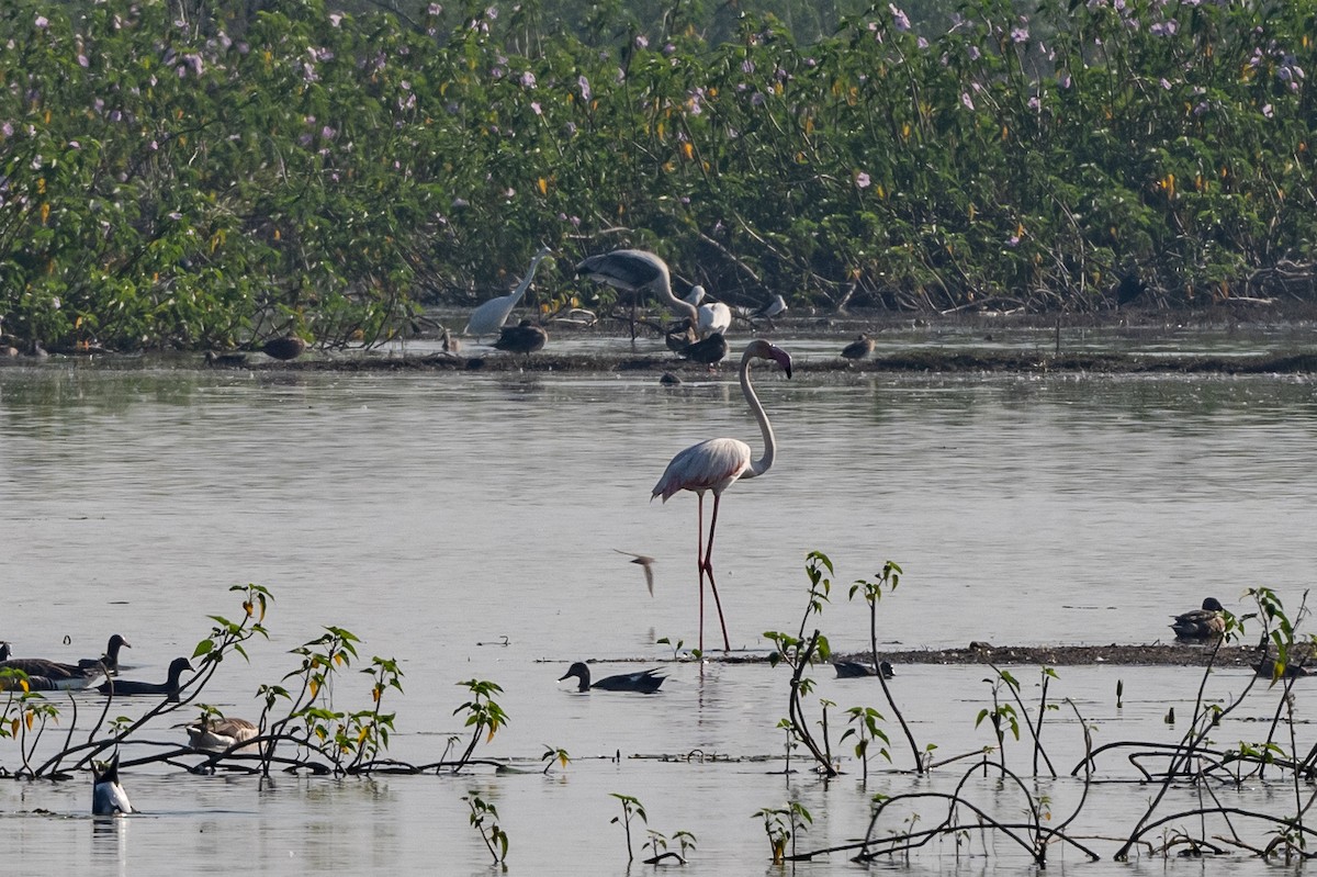 Flamant rose - ML408095521