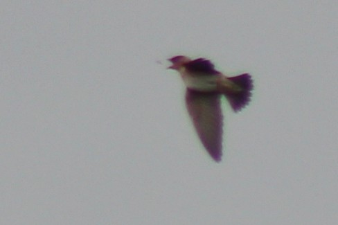 Cave Swallow - ML408095891