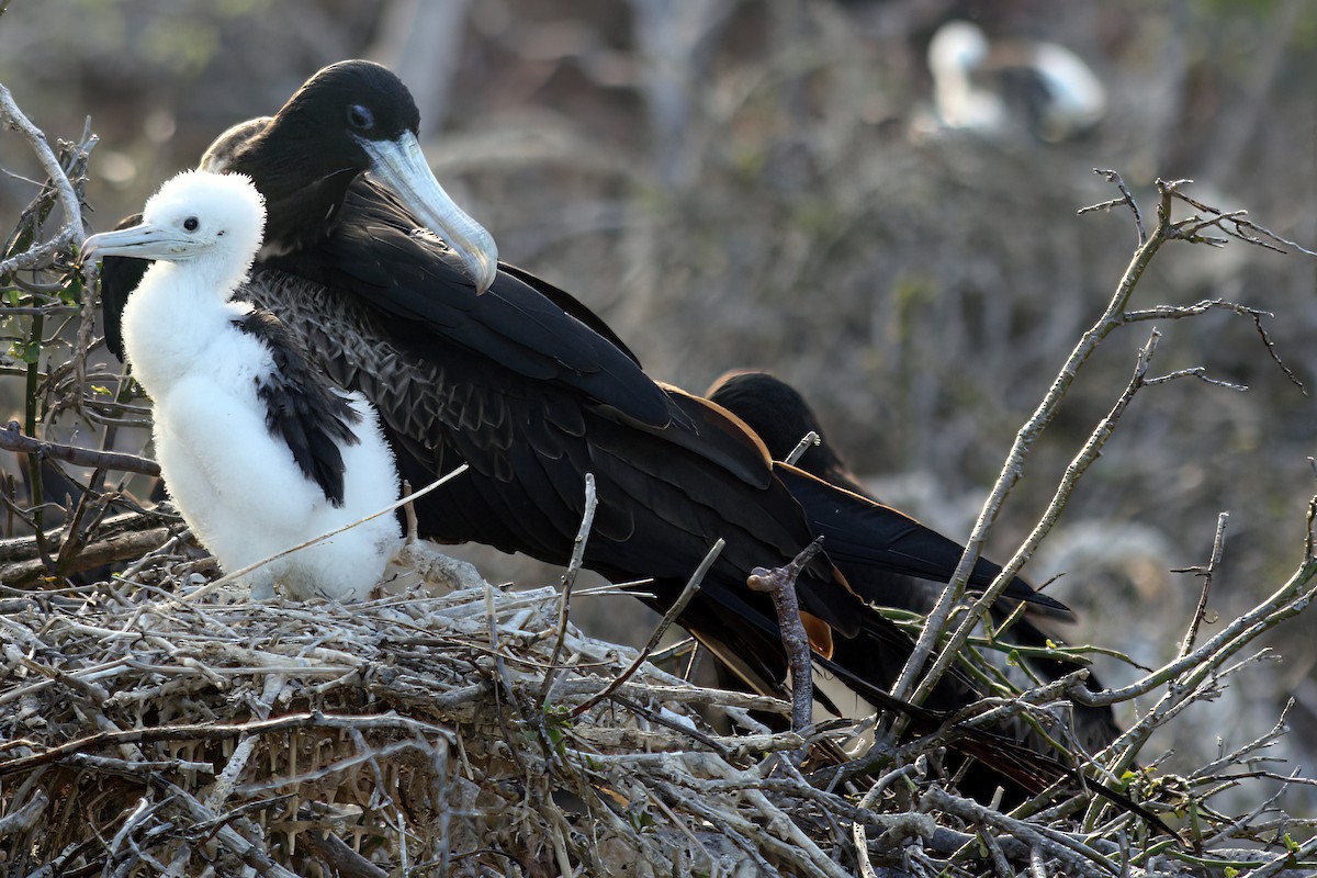 Magnificent Frigatebird - ML408096051