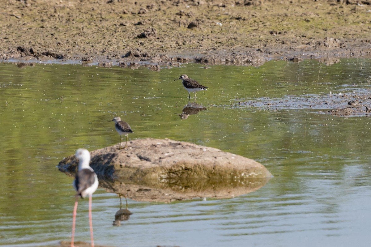 Green Sandpiper - ML408097891