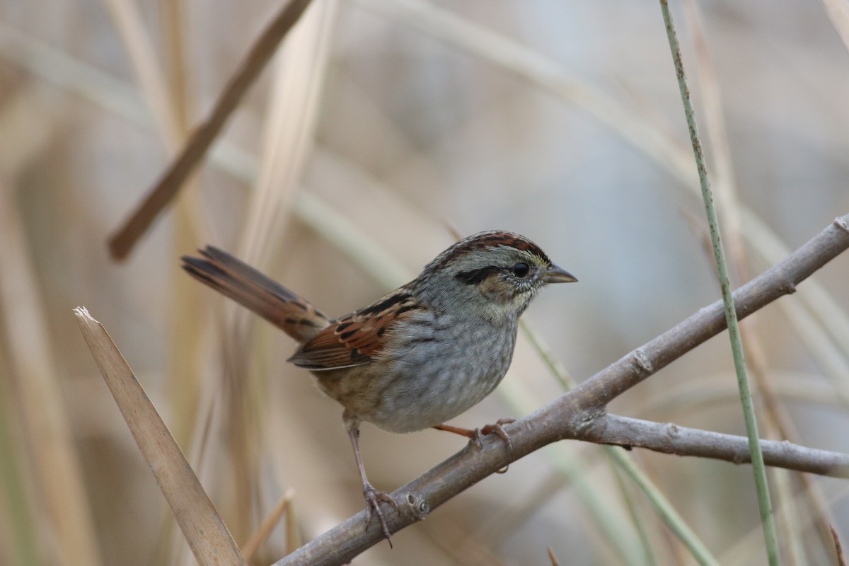 Swamp Sparrow - Eric Hartshaw