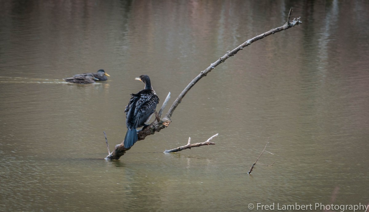 Double-crested Cormorant - ML40809841