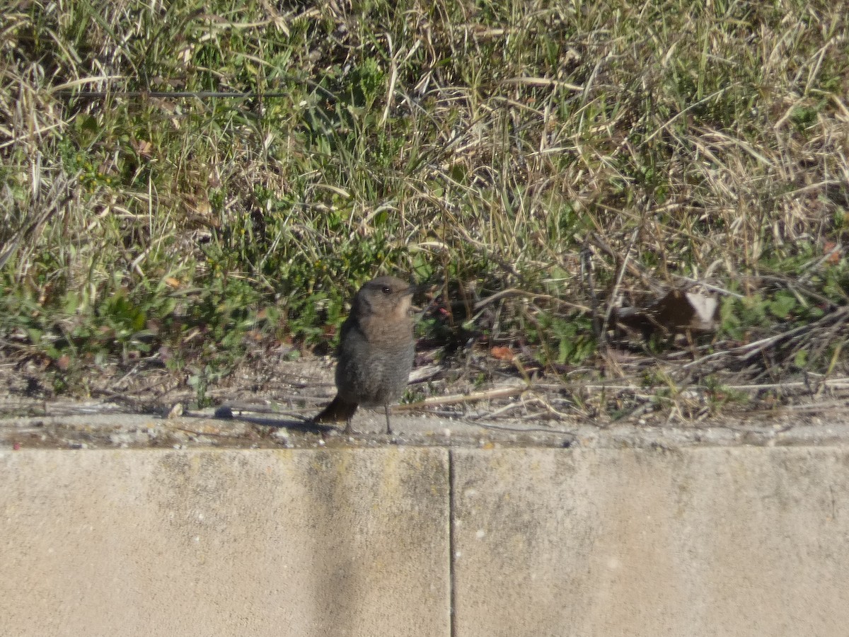 Blue Rock-Thrush - ML408099121