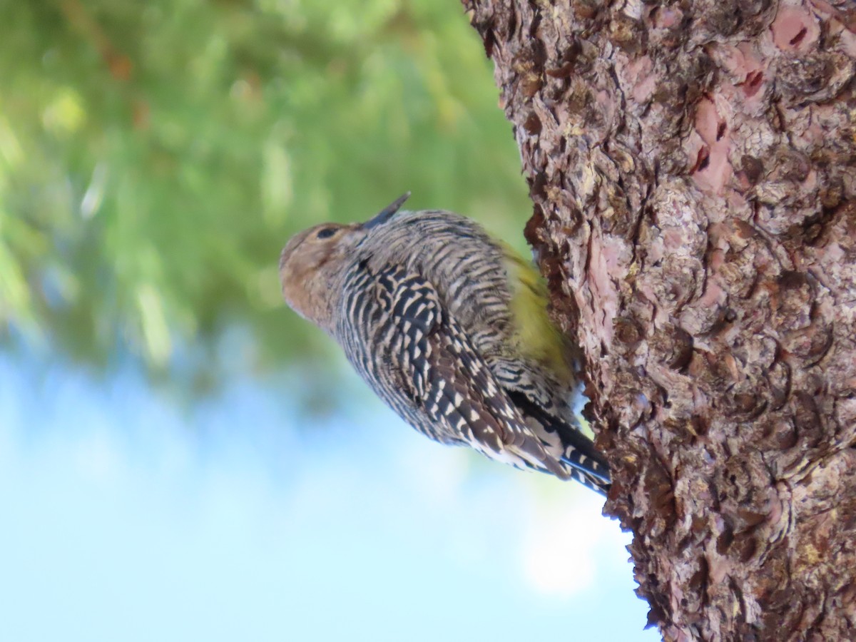 Williamson's Sapsucker - ML408099311