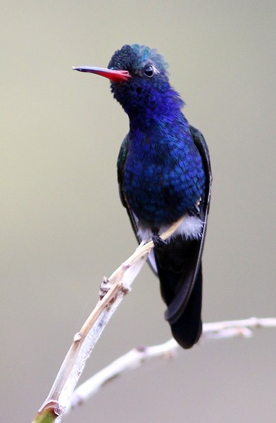 Turquoise-crowned Hummingbird - ML40809951