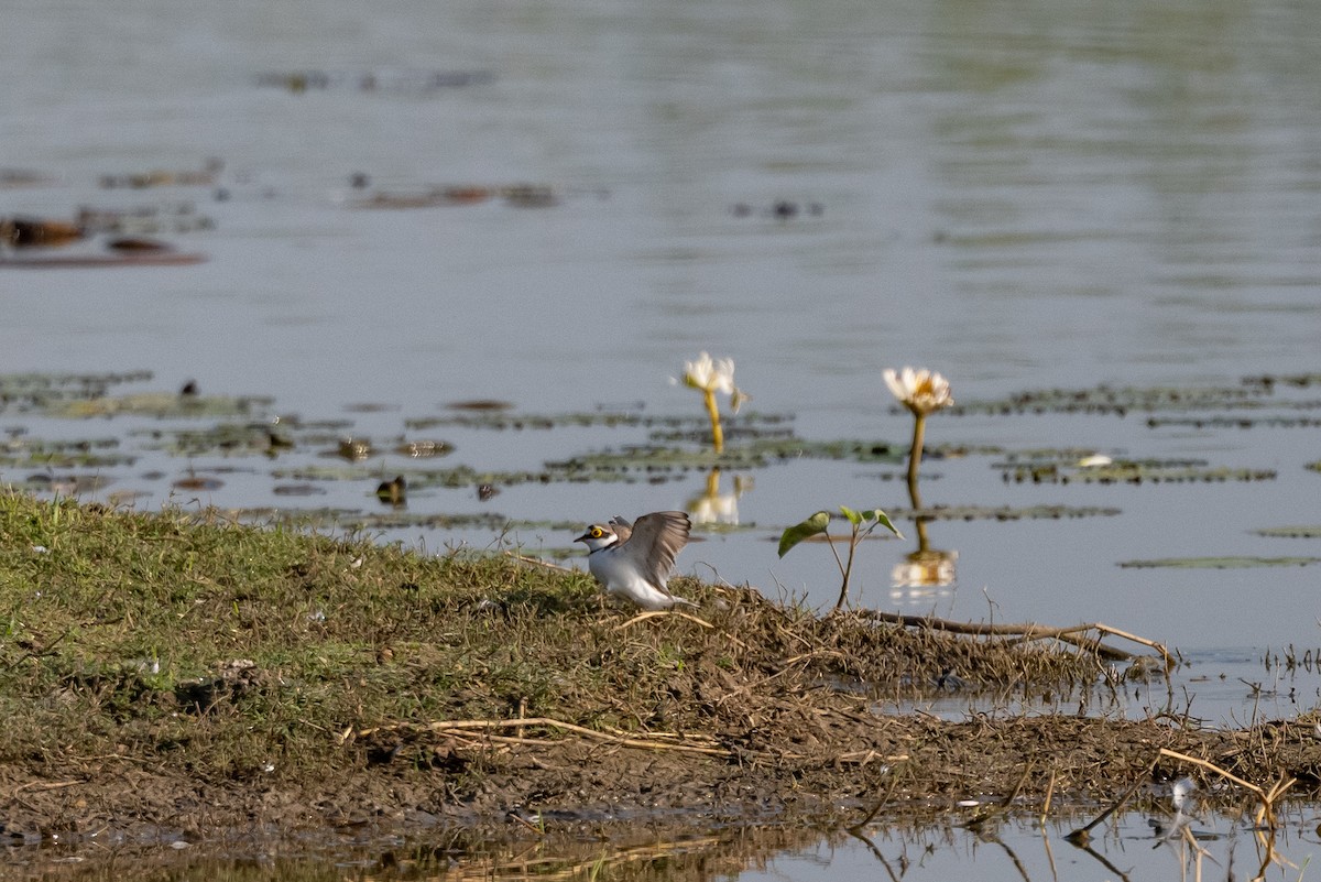 Little Ringed Plover - ML408099641