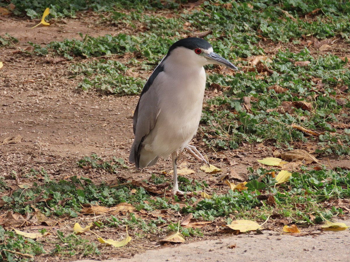 Black-crowned Night Heron - ML408100291