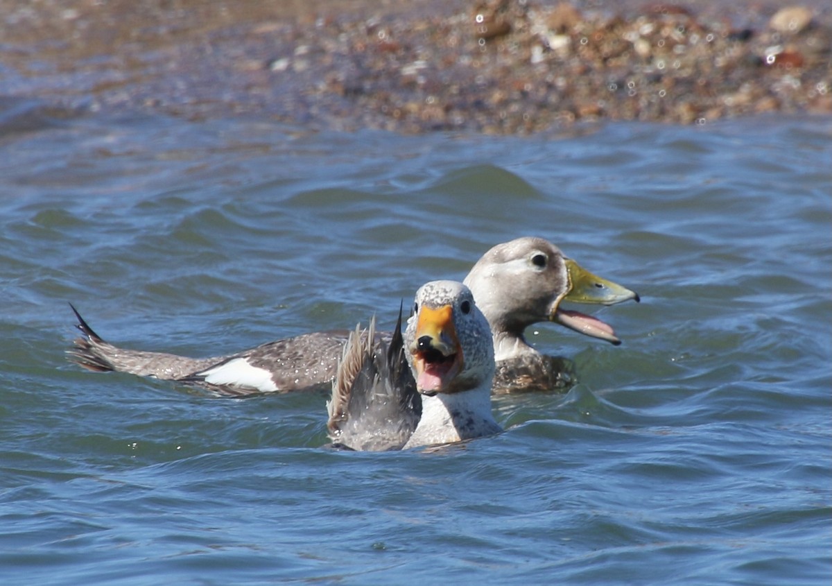 White-headed Steamer-Duck - ML408101551