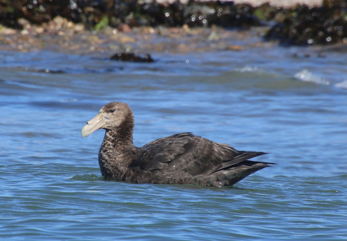 Southern Giant-Petrel - ML408101741