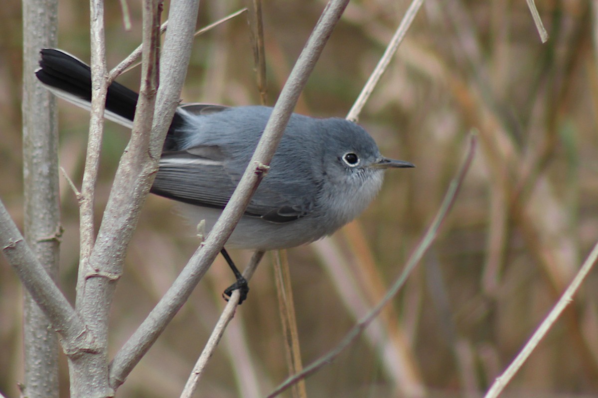 Blue-gray Gnatcatcher - ML408101991