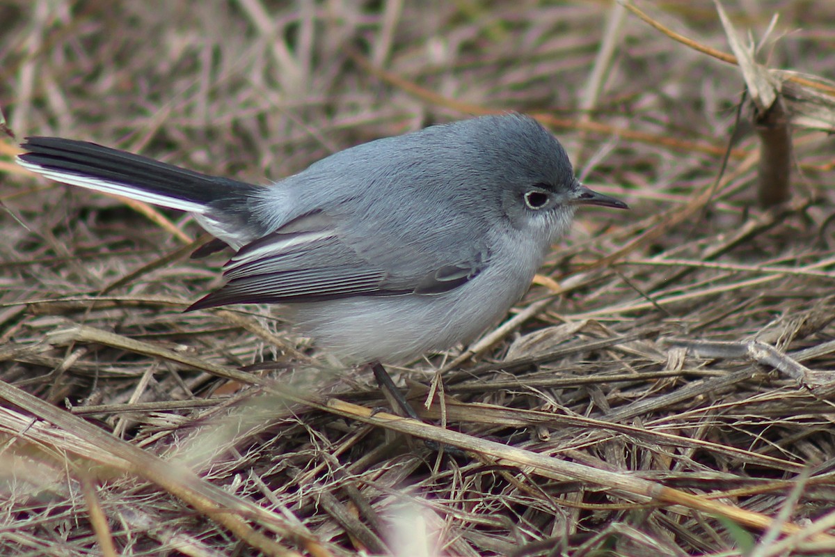 Blue-gray Gnatcatcher - ML408102071