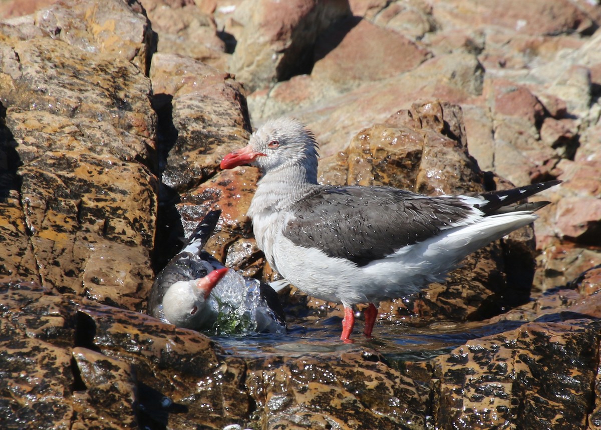 Dolphin Gull - ML408102081