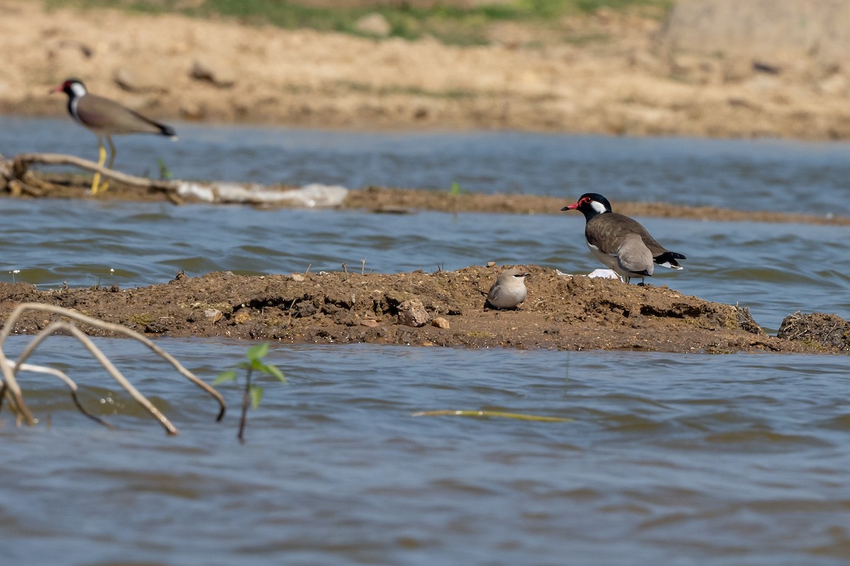 Small Pratincole - ML408104001