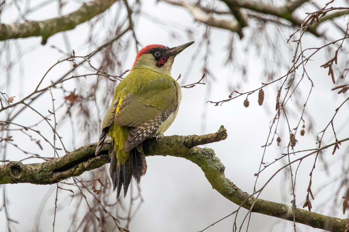 Eurasian Green Woodpecker - ML408105141