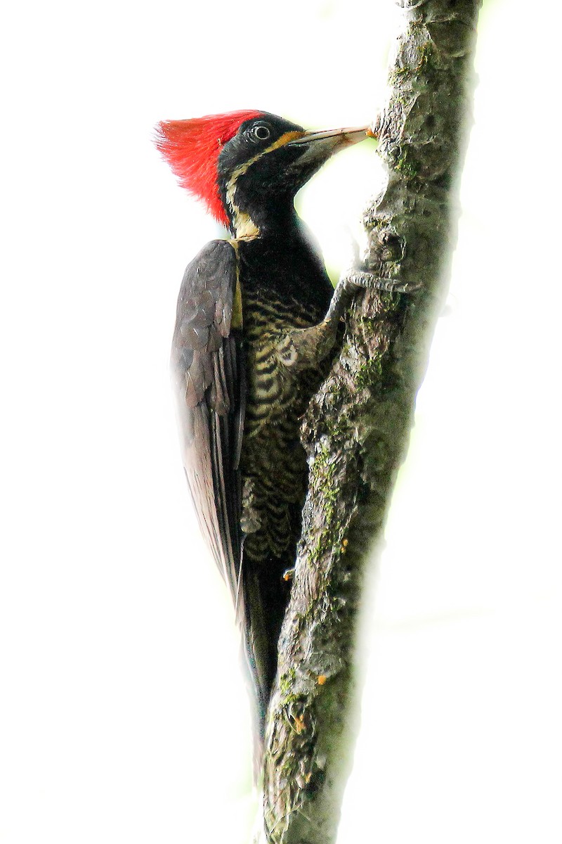 Lineated Woodpecker - Frank Thierfelder