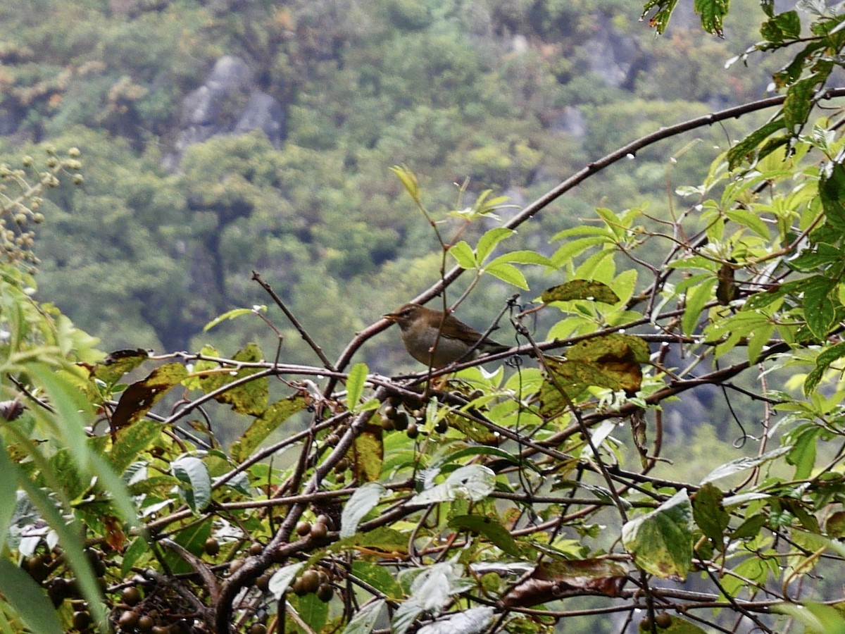 Gray-sided Thrush - ML408105461