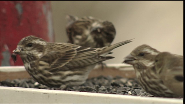 Purple Finch - ML408106