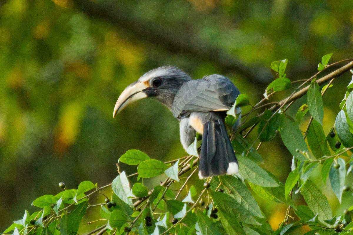 Malabar Gray Hornbill - ML40810621