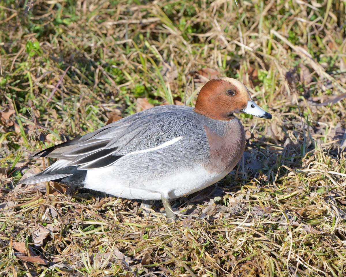 Eurasian Wigeon - ML408107531