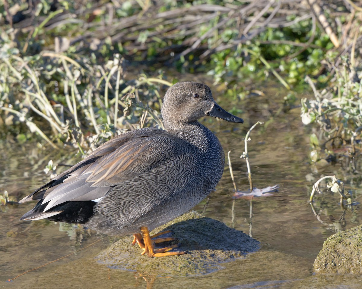 Gadwall - ML408107541