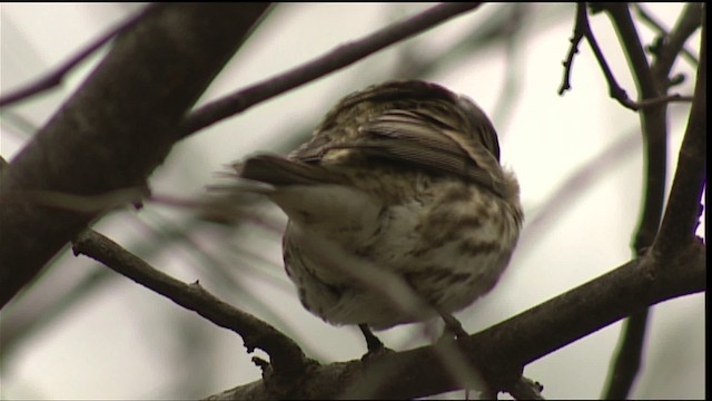 Purple Finch - ML408110