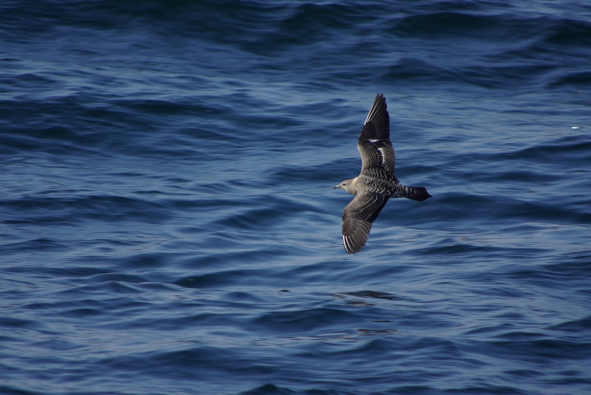 Long-tailed Jaeger - ML40811031