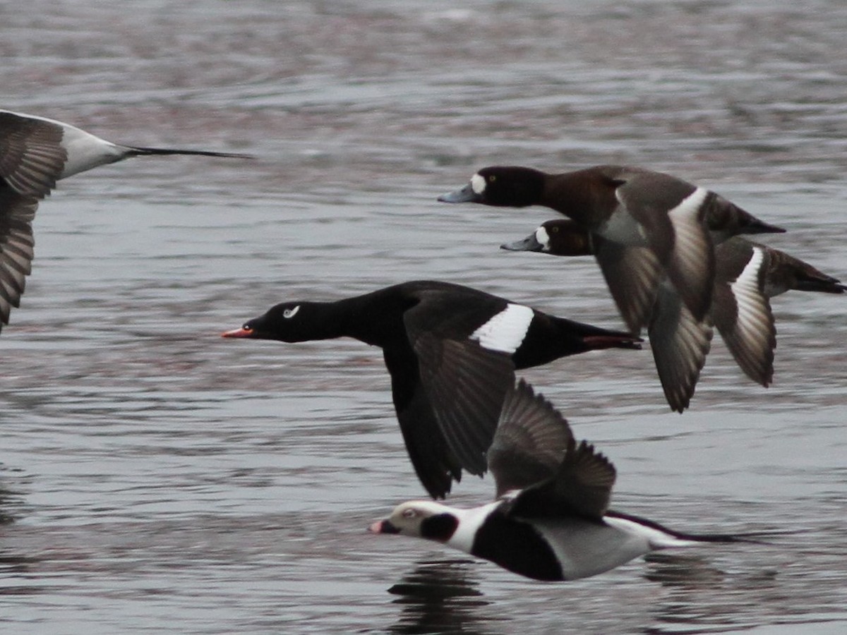 White-winged Scoter - David Wheeler