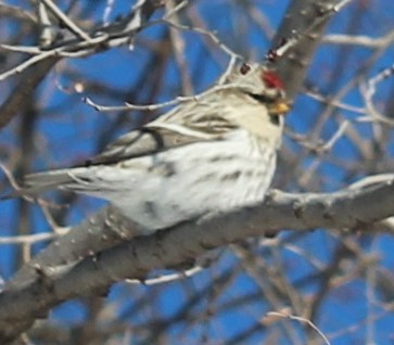 Hoary Redpoll - ML408112351