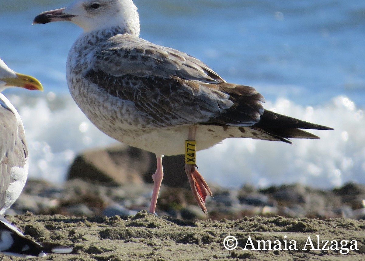 Caspian Gull - ML408113701