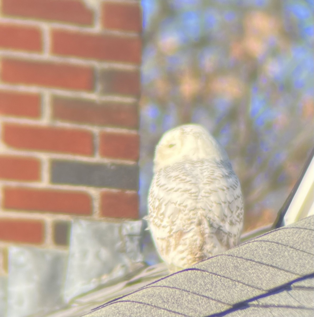 Snowy Owl - Mathew Noiseux