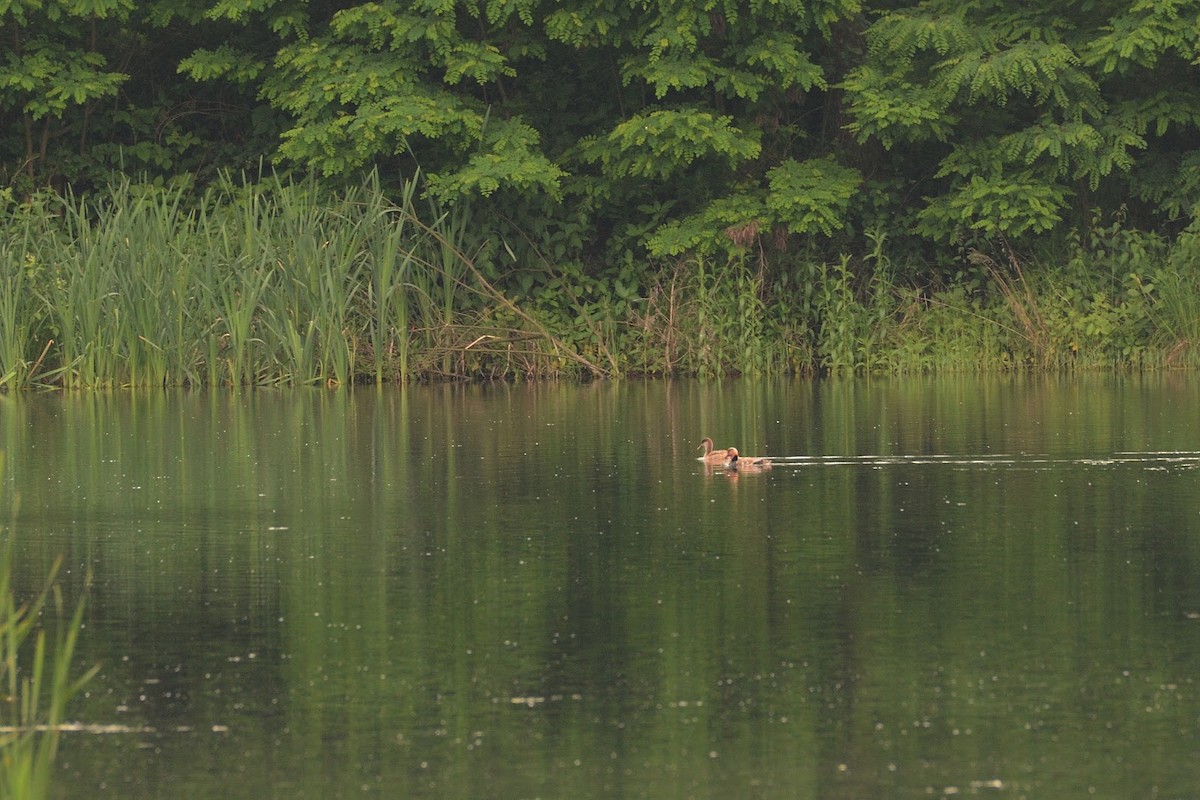 Red-crested Pochard - ML408117751