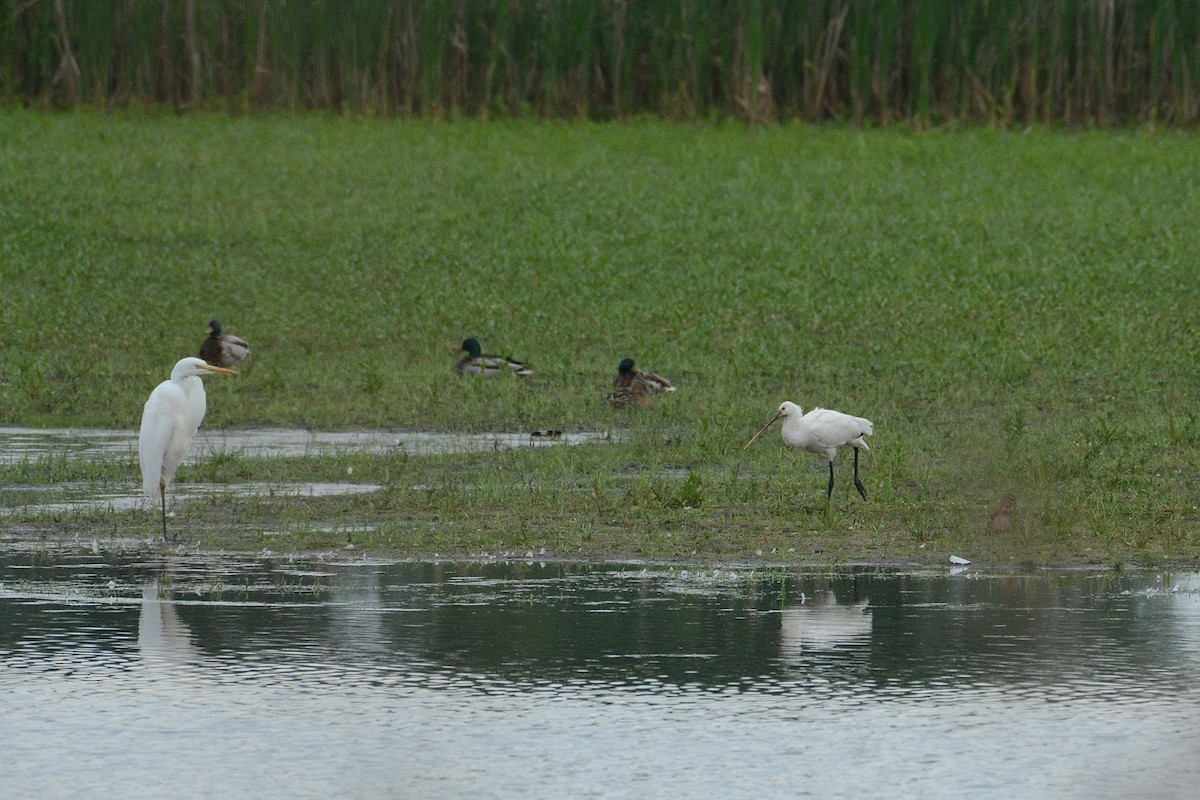 Eurasian Spoonbill - ML408117821