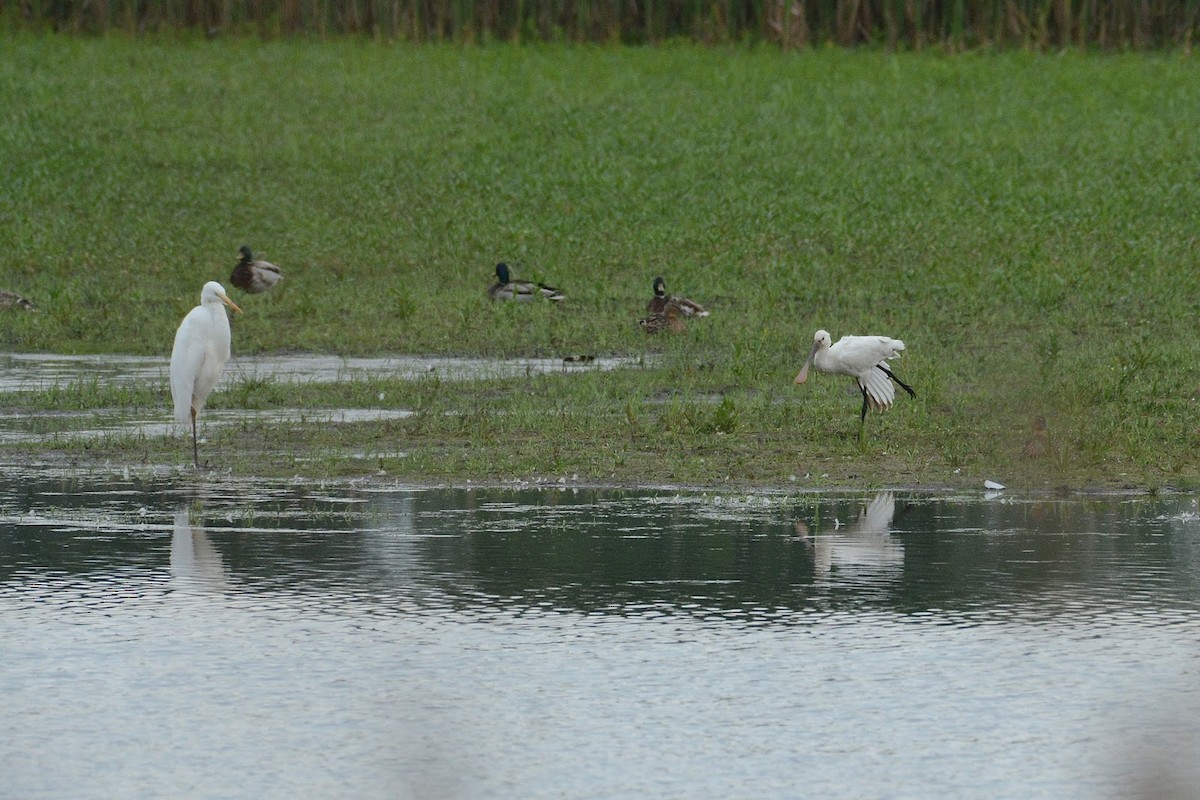 Eurasian Spoonbill - ML408117831