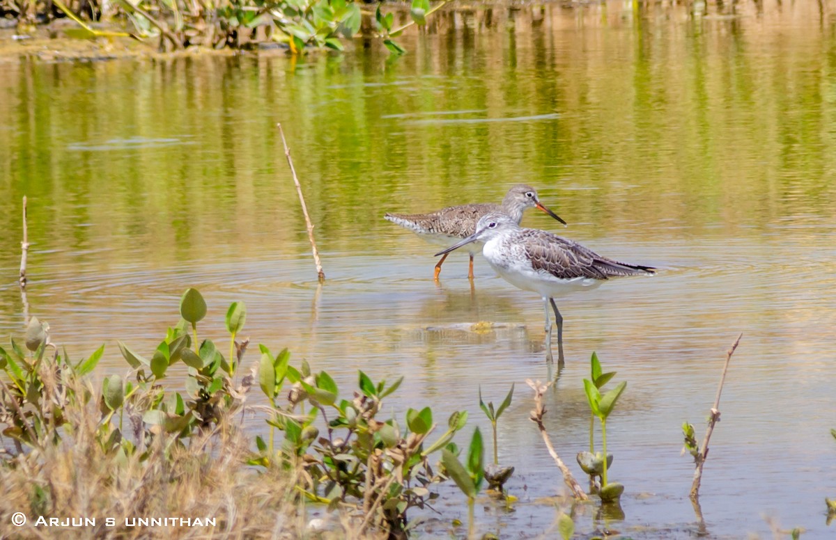 Common Greenshank - ML408118131