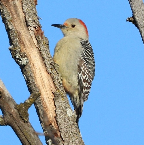 Red-bellied Woodpecker - ML408119321